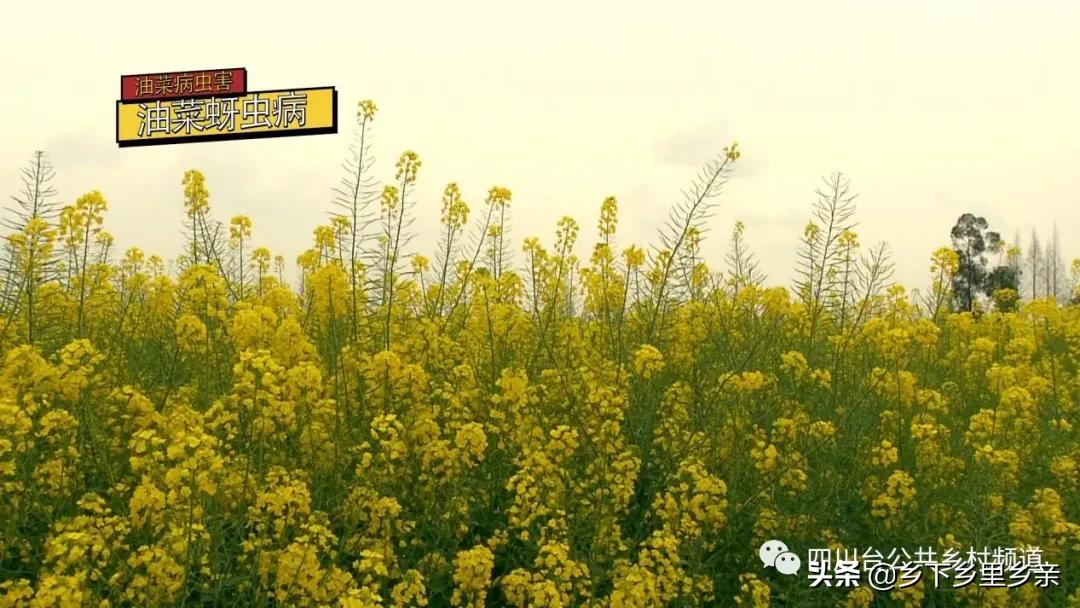 油菜得了病用什么药,油菜生病了怎么防治