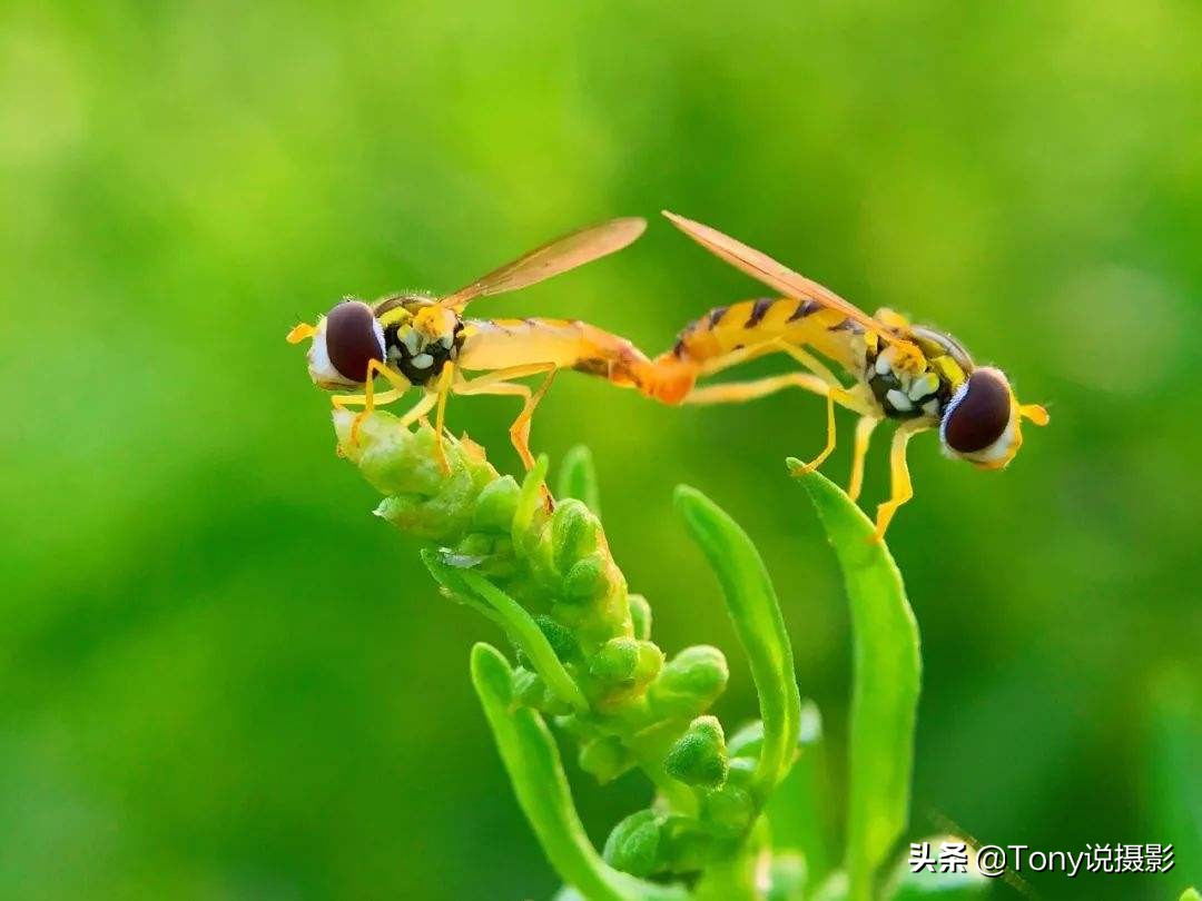 一分钟教你用手机摄影,摄影入门从零开始学手机摄影