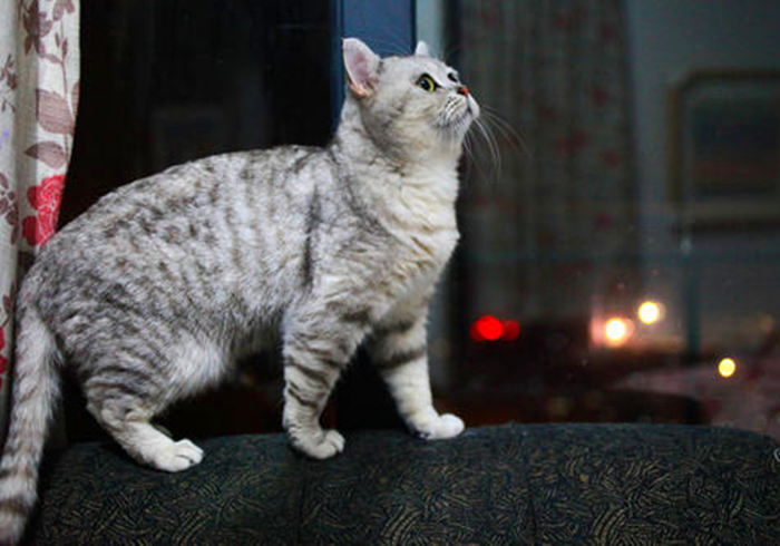 猫咪腹部不大就一定是猫传腹吗,猫咪腹部下垂但是身体很瘦