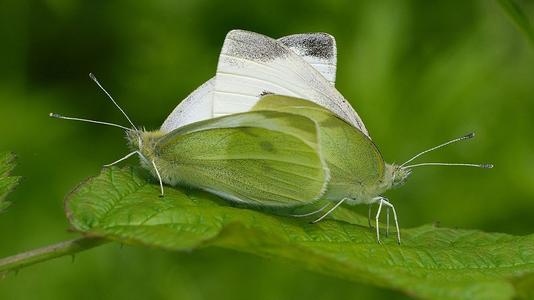 昆虫是通过什么方式吸引异性,昆虫的情感世界