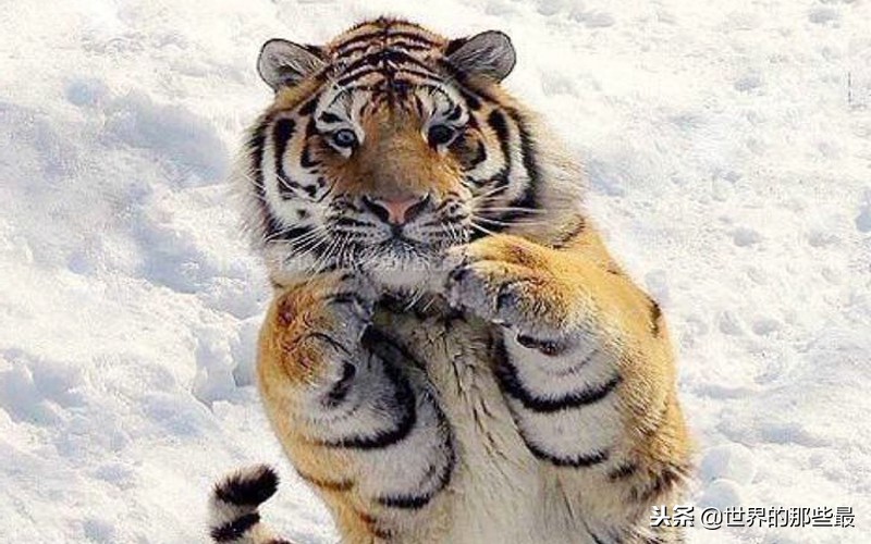 狮子棕熊老虎三兄弟,狮子老虎棕熊终极大对决