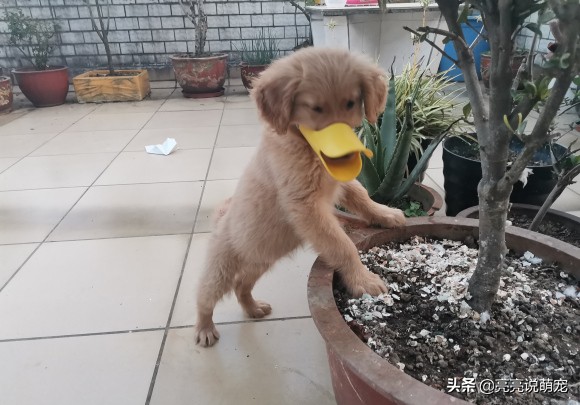 金毛喜欢咬东西是什么原因,两个月的金毛老是乱咬怎么回事