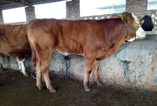 牛马铃薯中毒属于什么中毒,牛土豆中毒怎么治