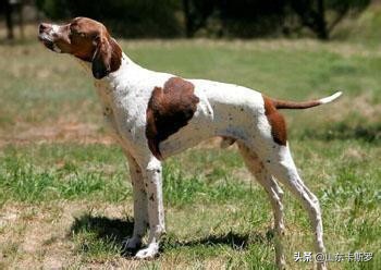 波音达犬详细资料,最好的波音达狩猎犬视频