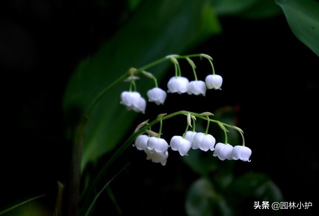 什么花适合新娘手捧花,什么花适合做新娘手捧花