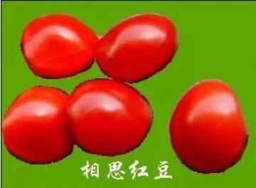 红豆是种子吗还是果实,红豆相思豆长什么样