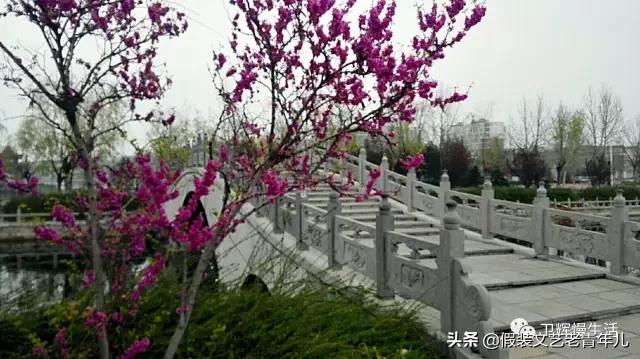 卫辉人那些昼思夜想的桥！究竟有何魔力？