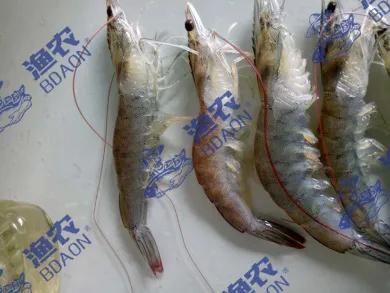 由纤毛虫引起的对虾黑鳃怎么处理,对虾鳃部有纤毛虫怎么处理