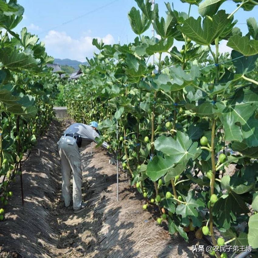 无花果生虫怎么管理,无花果夏季烂果怎么管理