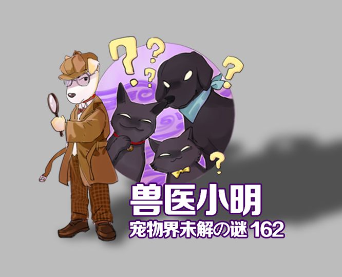 不爱饮用水，偏好一口马桶水，难道猫咪故意和主人作对？