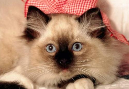 猫咪绝育后照顾事项,猫咪绝育后的7点照顾