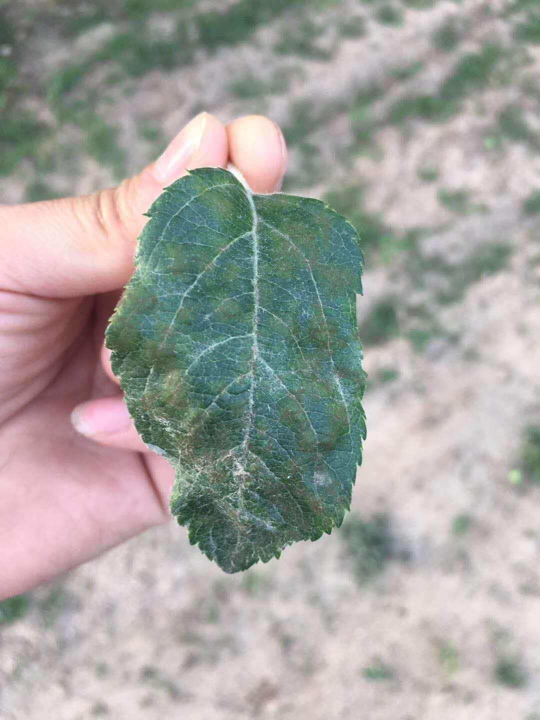 怎样防治苹果疫腐病？防治方法有哪些？用什么药效果好？