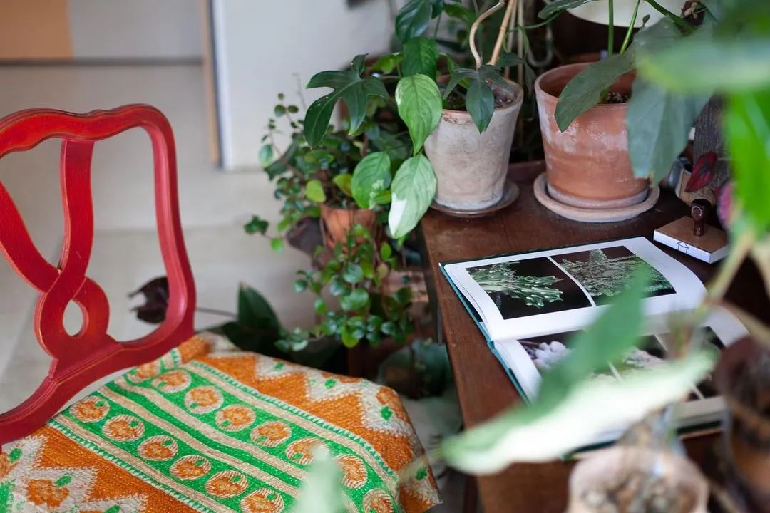 金盆洗手吧，植物杀手们