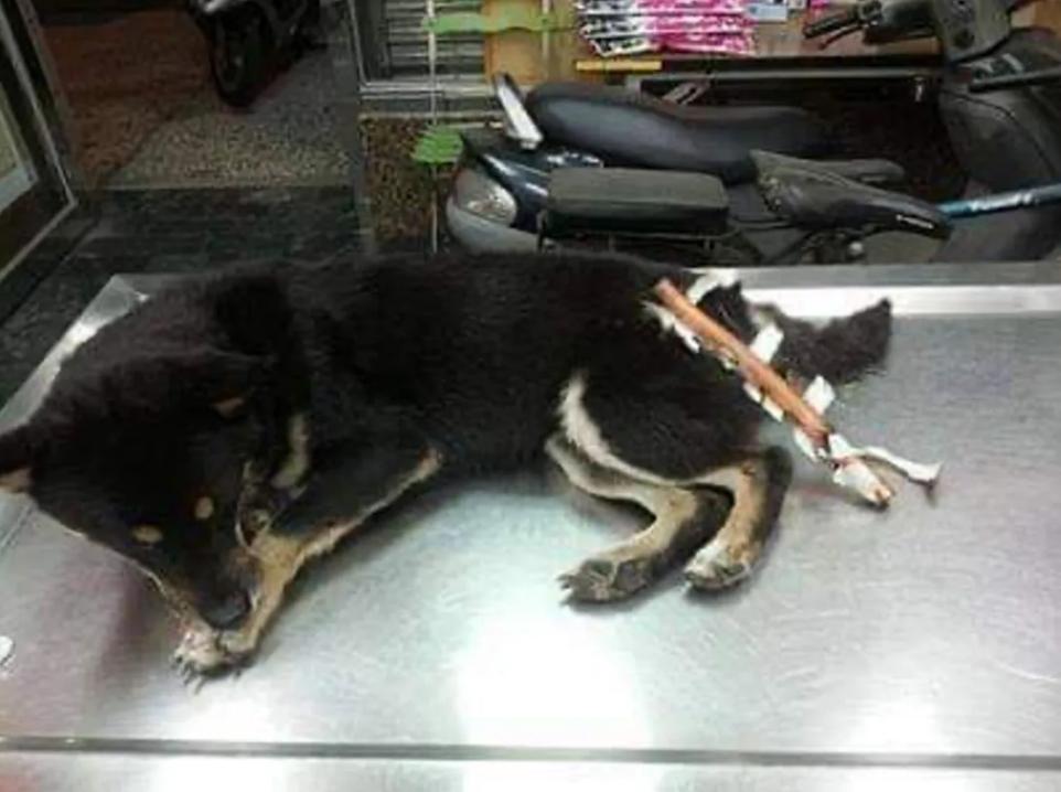 狗狗后部被插入“木棍”，还缠着大量胶带，被救后又遭遗弃