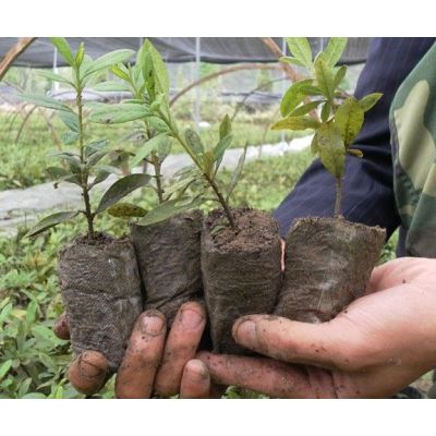 便宜又好种的小苗,便宜苗子