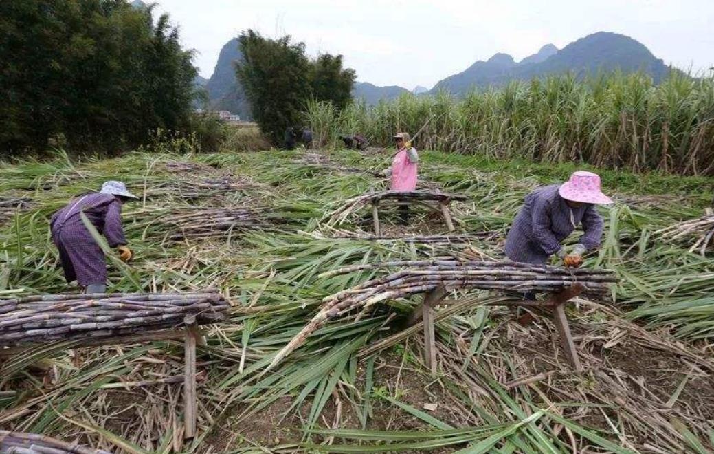 越南的改革开放对我国的影响,越南西化改革