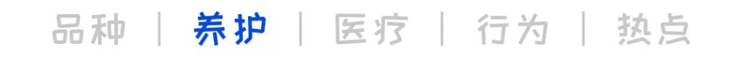 猫怀孕了怎么照顾猫咪,猫咪怀孕了怎么照顾