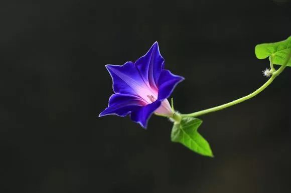 牵牛花到处游,牵牛花随便种