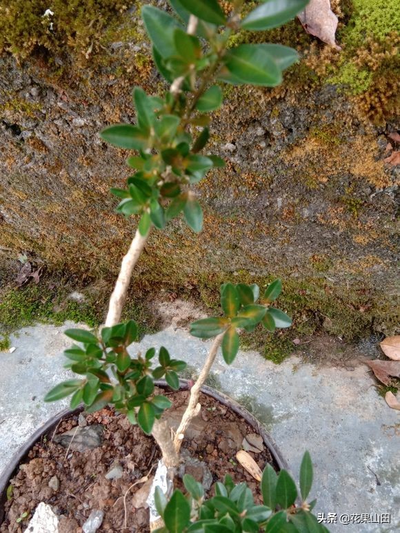 黄杨黄叶是什么病,黄杨枯黄有白色病用什么药