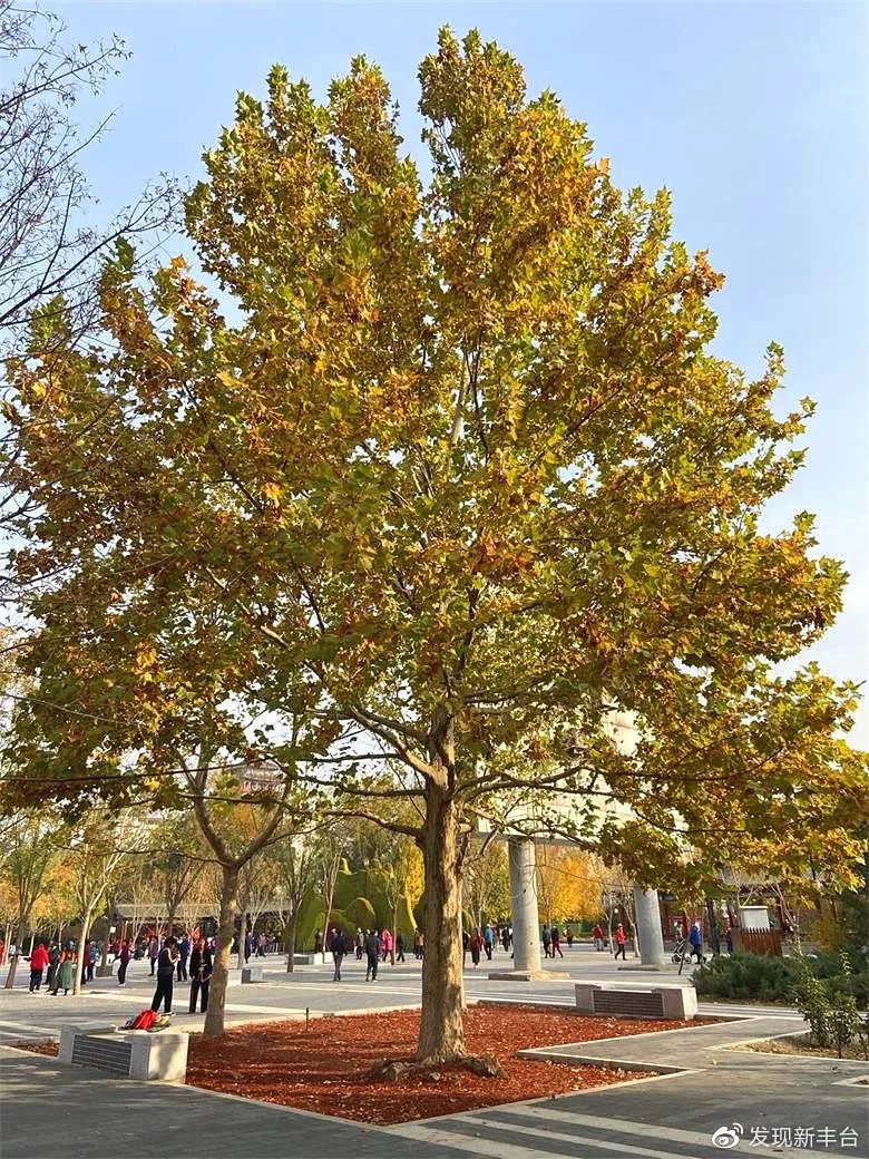 丰台赏秋景最好的地方,丰台赏秋好去处