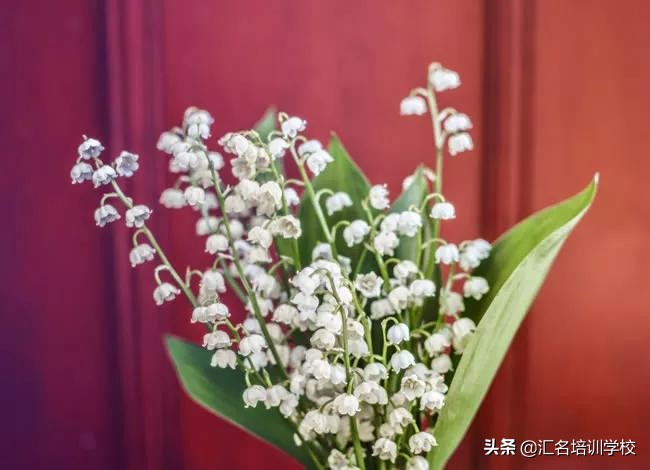 花艺十六种手法,流行花艺简单教学