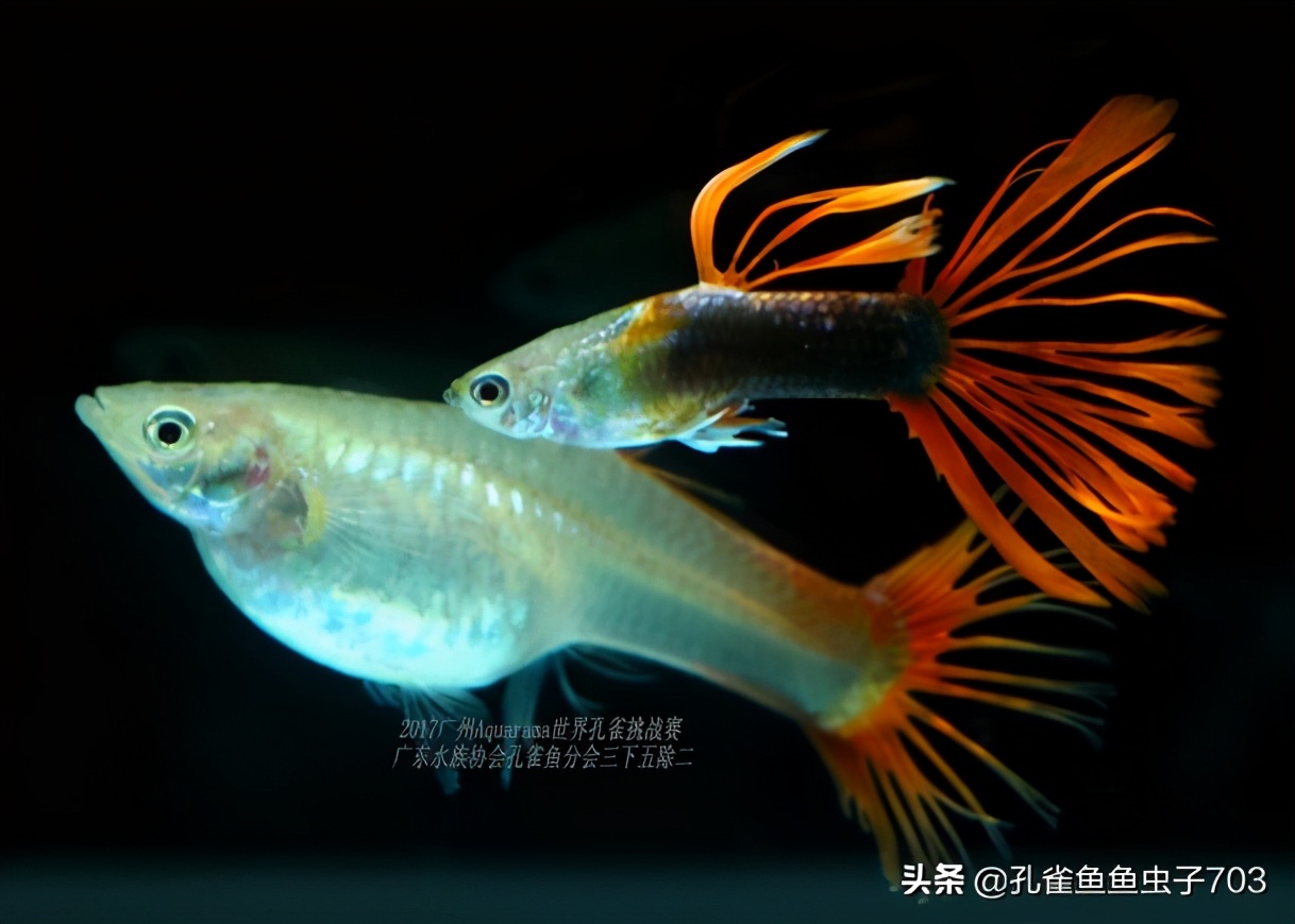 合缸后出现死鱼怎么办,混养缸为什么老是死鱼