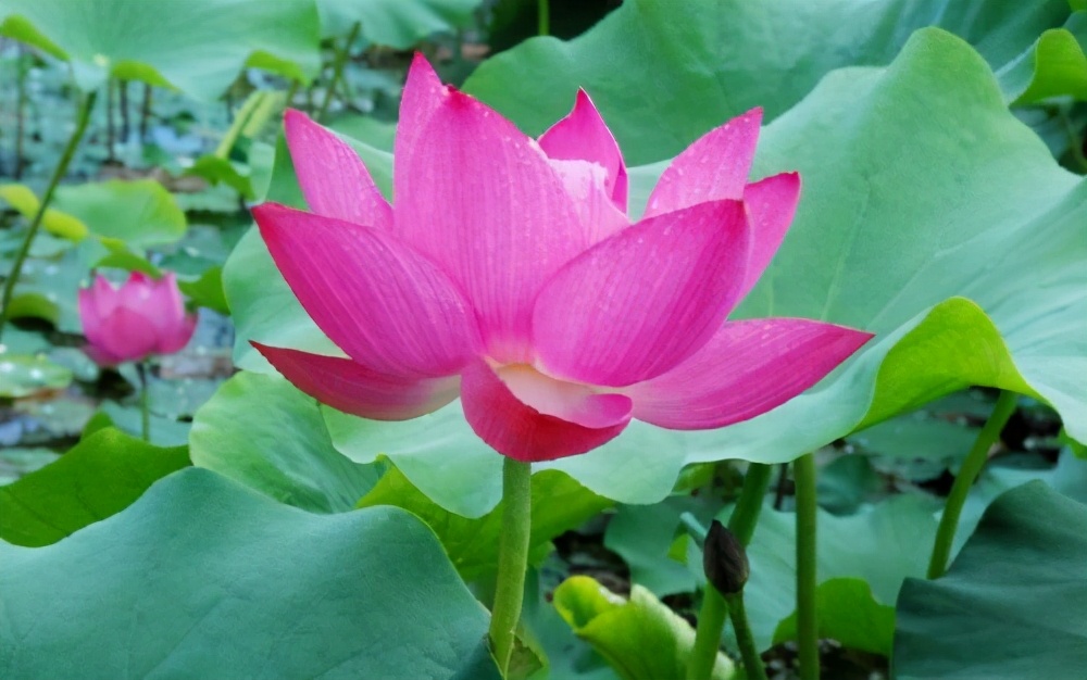 妻子最不能容忍丈夫这6个缺点,夫妻间过日子必须记住八条