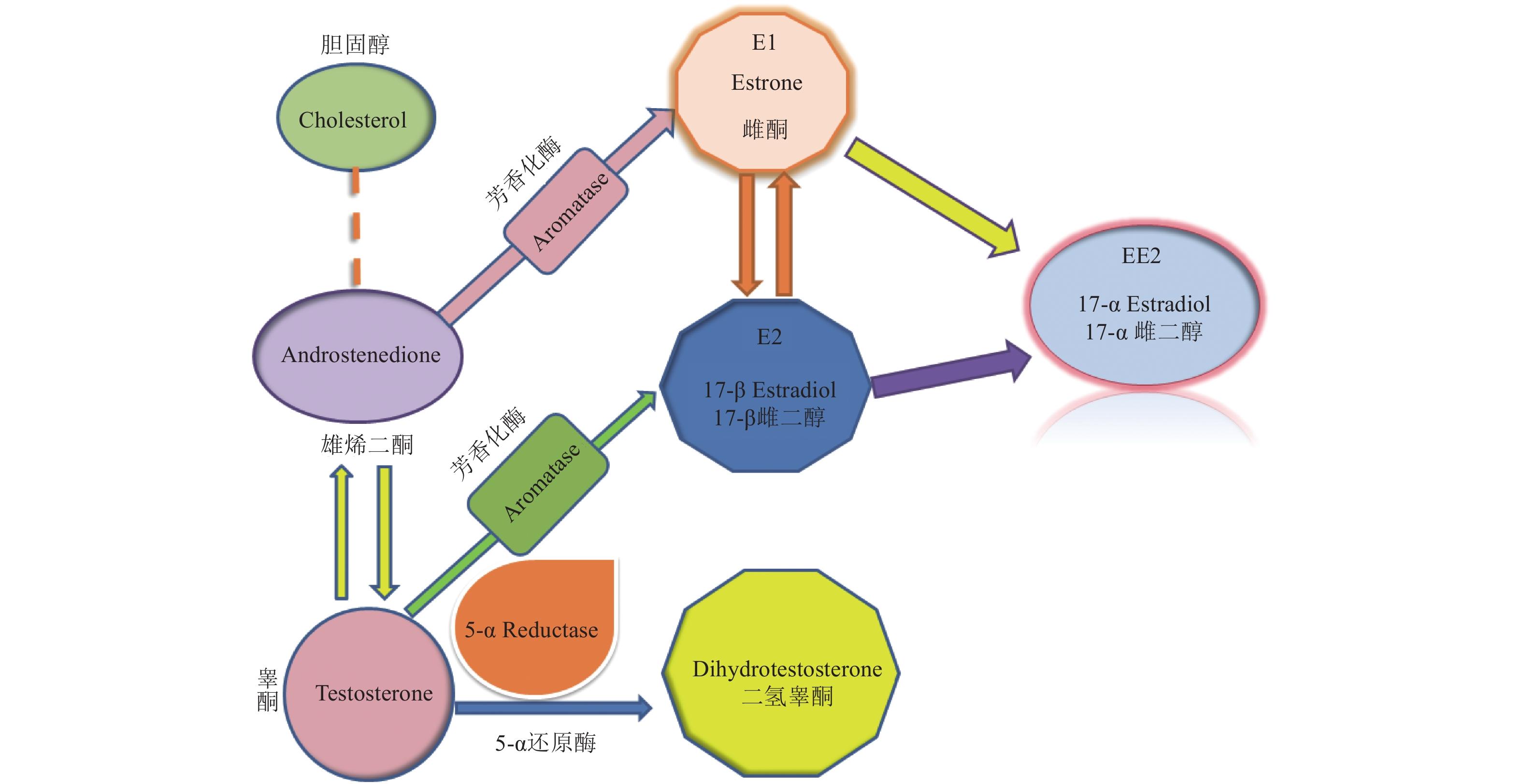 老年女性骨质疏松需要补充激素吗,老年女性骨质疏松吃什么雌激素