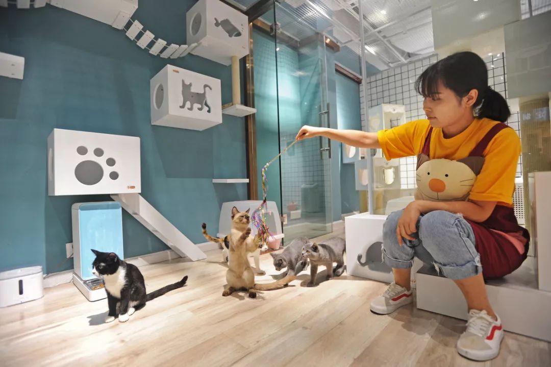 过年回家我的猫怎么办,春节回老家猫咪怎么办