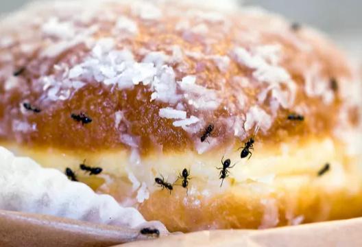 厨房里的蚂蚁最怕什么,厨房里有蚂蚁找不到窝