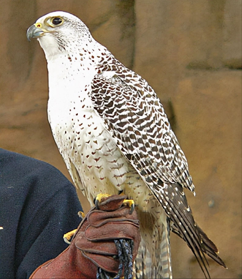 东江揽胜,惠州淡水常见鸟类图谱