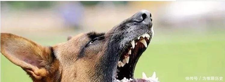 为什么狗狗总是一直盯着你,为什么狗狗会一直盯着自己看