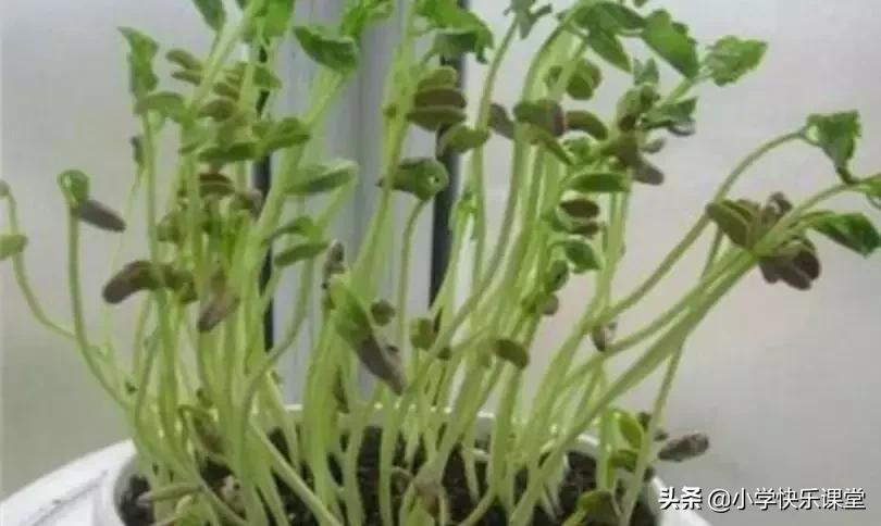 四年级语文第三单元视察日记作文,四年级视察日记400字优秀作文植物