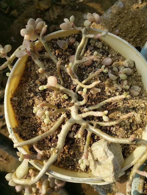 花儿生蜜虫怎么办,花儿生了腻虫怎么办