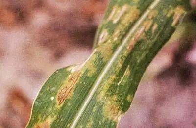 每日一课100个常识,真菌感染必备知识