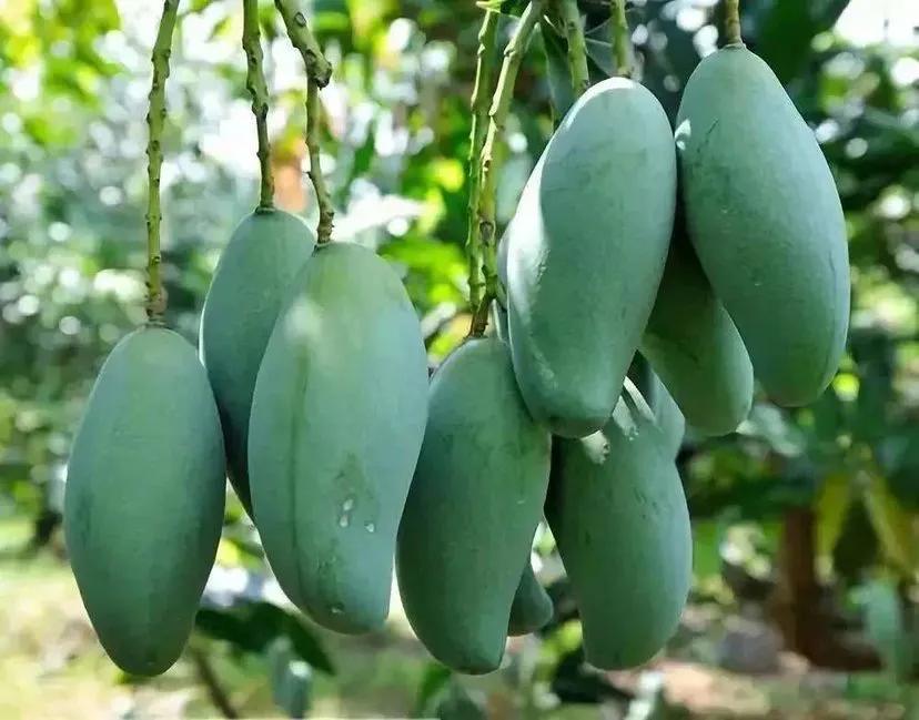 芒果种植技术环境温度,芒果种植技术与管理教程