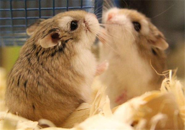 仓鼠冬眠需要关注些什么,仓鼠怎么能避免伪冬眠