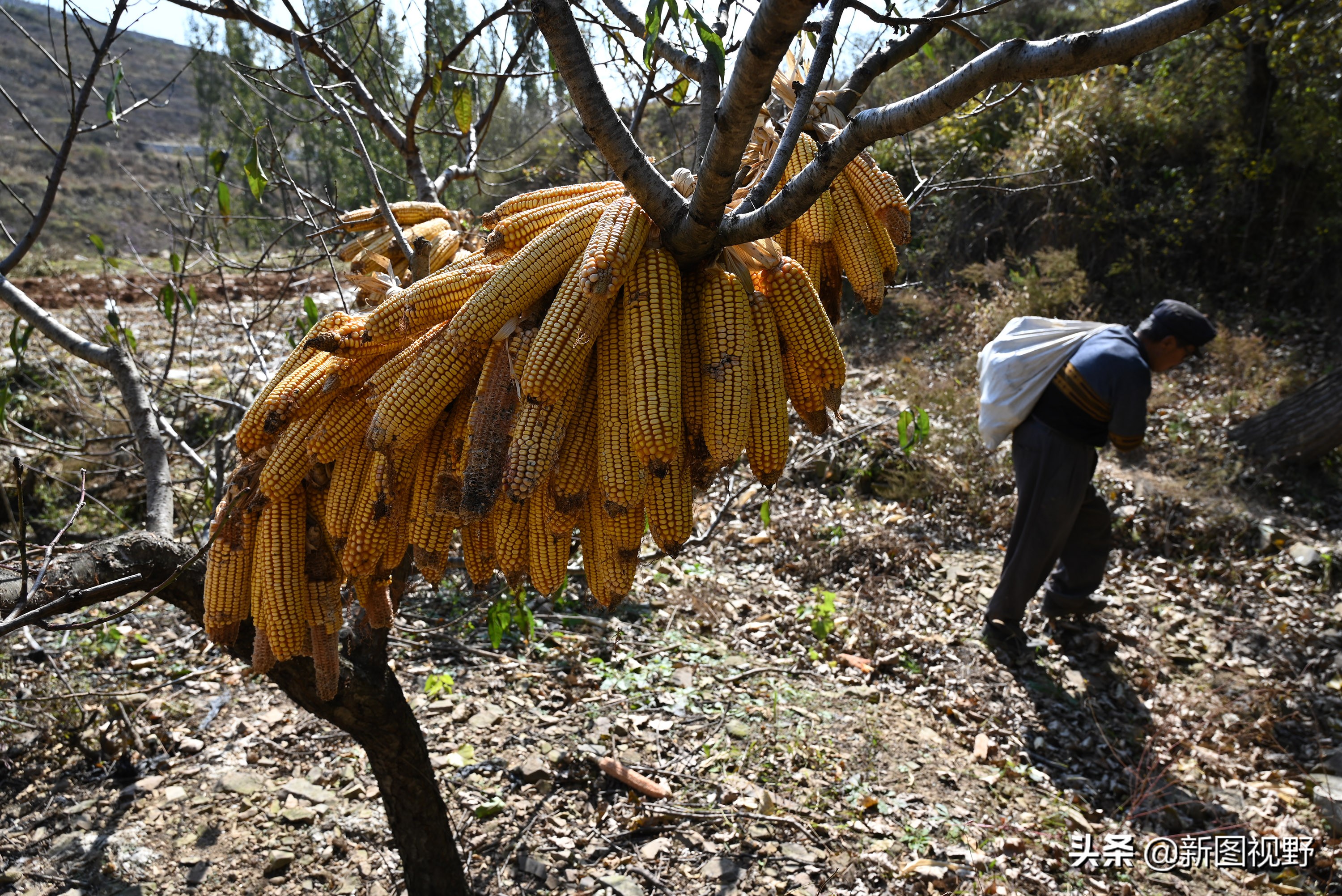 70岁老人养100条流浪狗,80岁老人独居深山养了两只鸟作伴