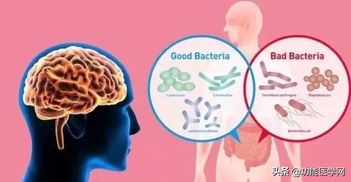 让人着迷的元素,微生物脑肠轴介绍