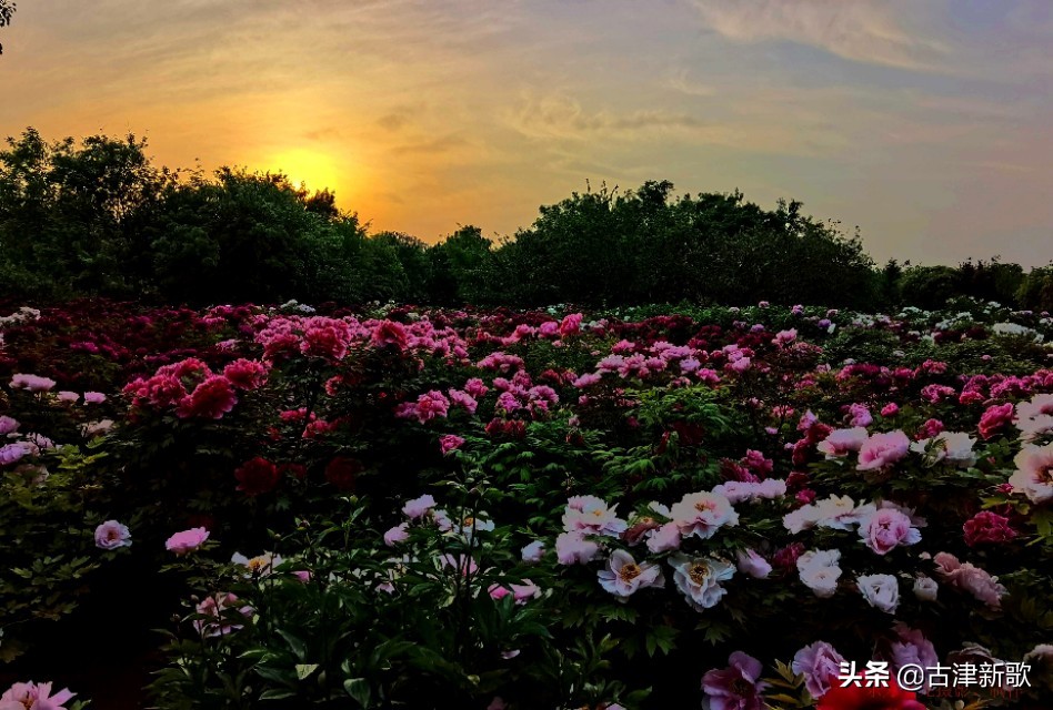 最美牡丹诗词20首,研究牡丹花