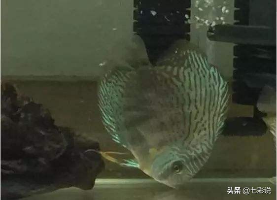 七彩神仙鱼倒立,七彩神仙鱼躺了还能救活吗