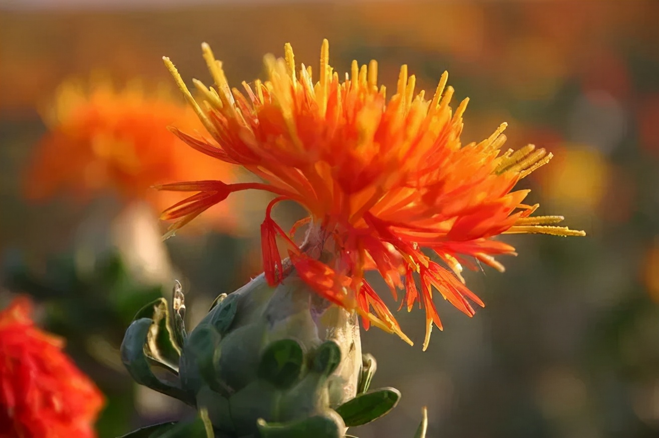 伊朗藏红花的由来,来自伊朗源头的藏红花