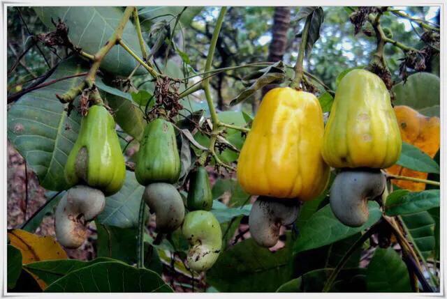 开心果为什么叫开心果,开心果的原果是什么样的