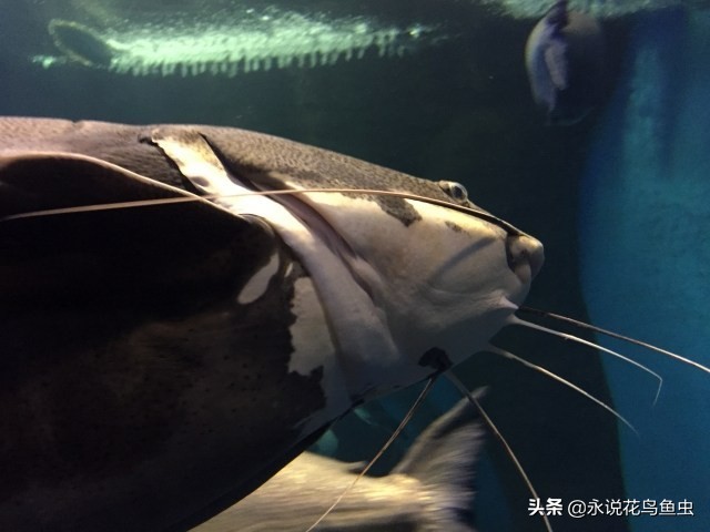 招财猫饲养方法和关注事项,红尾招财猫如何繁殖