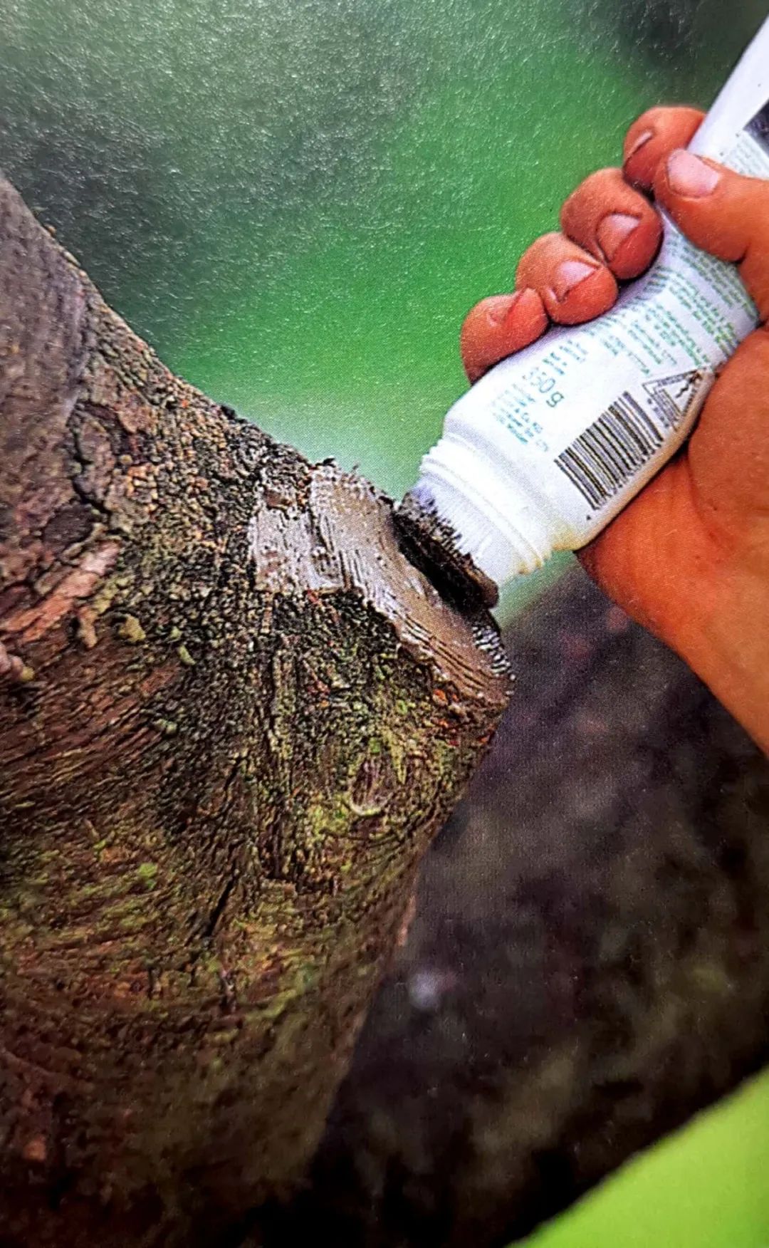 修剪的目的是什么,修剪是为了更好的生长