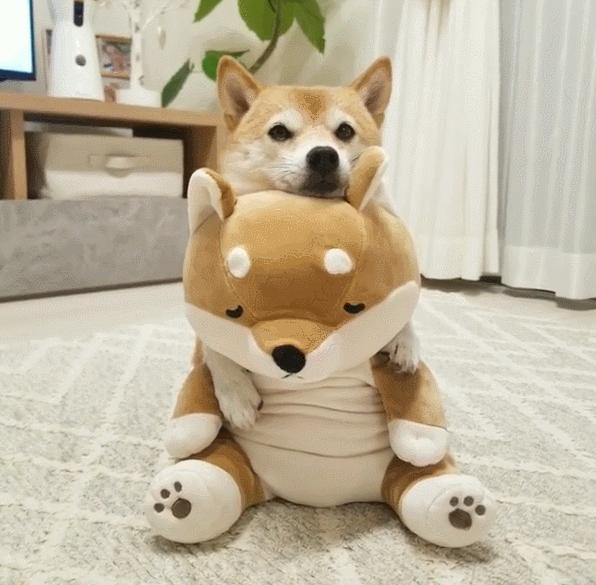 比人还会拍照的狗，简直萌炸朋友圈了