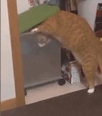 猫圈总结,猫圈玄学刚出生的猫