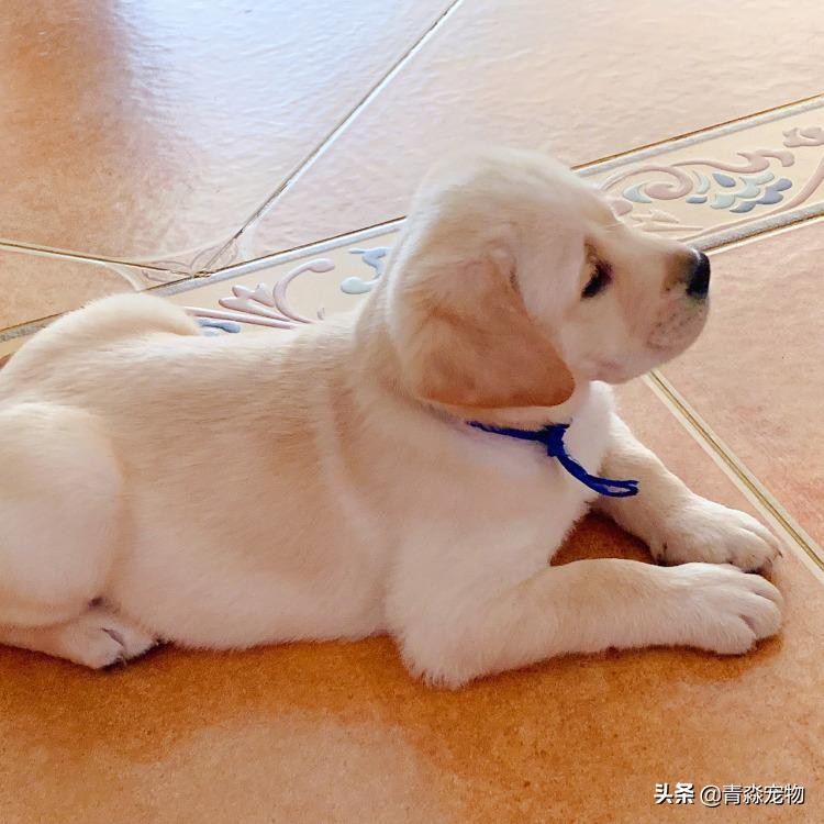 宠狗关注事项,宠兽小知识大全