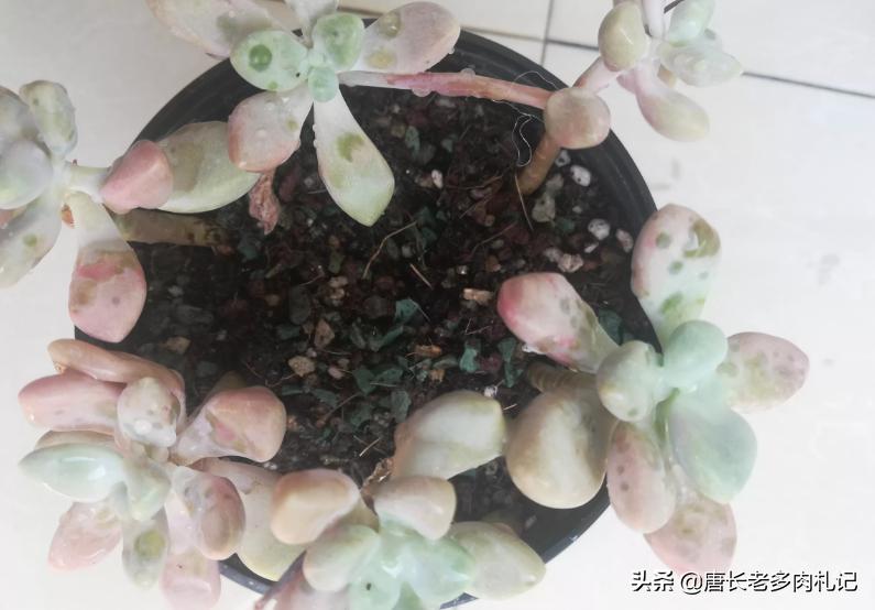 多肉艾伦最美态势,多肉艾伦好度夏吗