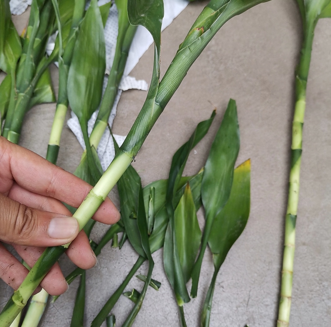 富贵竹长了好多根还能水培吗,富贵竹里长了小虫子需要换水吗